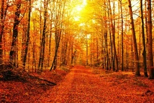 Fiery Red Tree Leaves Autumn Forest Road Photo Laminated Poster 36x24