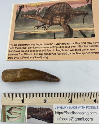 Spinosaurus 2.5  T00TH  Dinosaur F0SSIL before T Rex Cretaceous A430