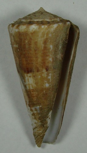 CONUS SHIKAMAI 59.34mm BEAUTIFUL RARE XXL SPECIMEN Bohol, Philippines - Picture 2 of 2