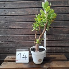 Geldbaum Pfenningbaum Crassula Feng Shui Topfpflanze Super Ansehen !! Nr. 14