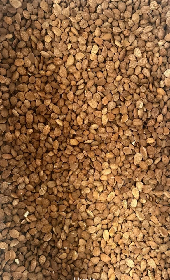 Organic Bitter Apricot Kernels / Premium Quality / 100% Organic / 100g-3kg - Image 2 of 2