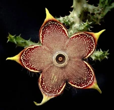Edithcolea Grandis 3.5 Inch Potted Plant - Persian Carpet Flower - WELL ROOTED