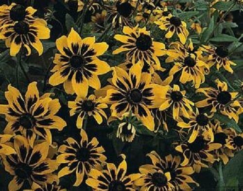 NUEVO 30+ SEMILLAS DE FLORES DE ECLIPSE SOLAR RUDBECKIA / PERENNE - Imagen 1 de 1