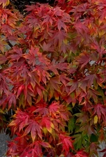 "Oregon Sunset" Maple Tree Seeds Acer Semi - Dwarf Hardy - Zone 5 Red Orange
