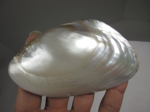 vintage Charmant Belts Beverly Hills California real mother pearl half shell - Picture 8 of 14