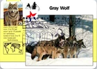 Dr Jim Stamps Maximum Card Gray Wolf 37C Patriotic Star 3C Combo Fdc