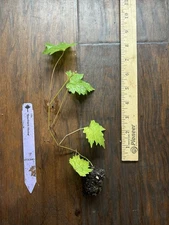 Southern Home Purple Muscadine Grape- 1 Live TC Plant/Plug – 4-8 in -Edible!