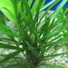 Hygrophila Lancea Aquarium Plants Factory
