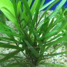 Hygrophila Lancea | Aquarium Plants Factory®