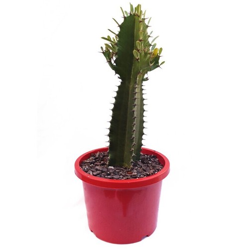 Euphorbia 'Cowboy' - Unique, Showy Succulent with Effortless Care - Picture 7 of 7