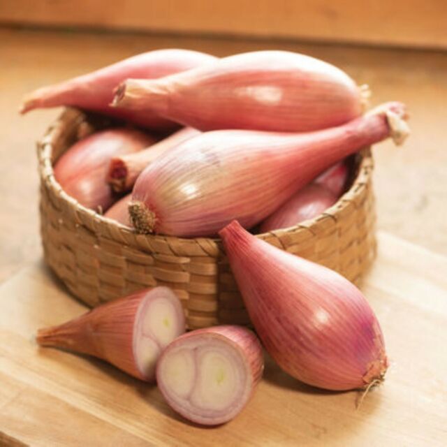 Creme Brulee Shallot seeds - Free ship - USA Delicious Unique Specialty !