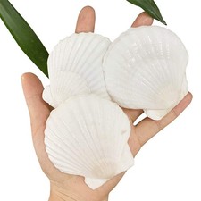 30 PCS 23 Inch Natural White Beach Scallop Shells DIY Craft Home Decor