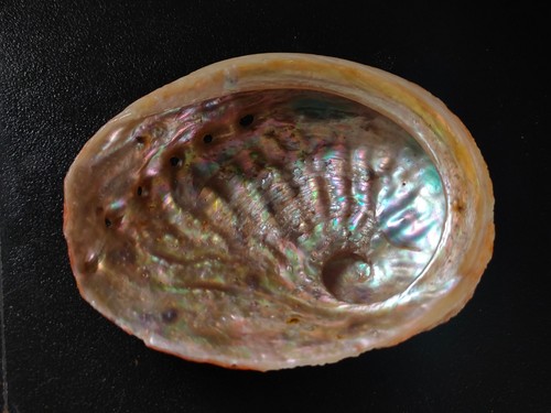 Conchiglia Shell HALIOTIS RUBRA mm 122 x 98 S/E Australia - Foto 2 di 5