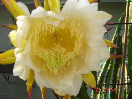 WELL ROOTED Dragon Fruit Live Plant in 4" Pot White Pulp (Pitaya Hylocereus) - Picture 7 of 7