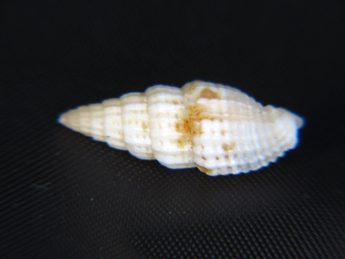 VEXILLUM MODESTUM: DEEP-WATER RARE HAWAIIAN MITRA @ 15.45MM!