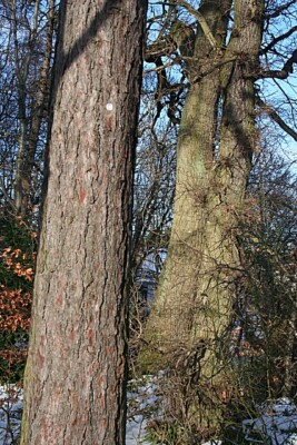 Photo 6x4 Marked Trees Fochabers Walking in the sunshine among the trees  c2009