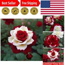 20 Rare Twin Red and White Rose Seeds - Non-GMO Heirloom Blooms for Your Garden