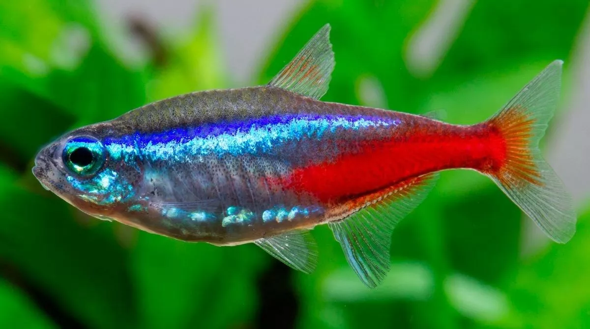 Neon tetra pet fish 2025