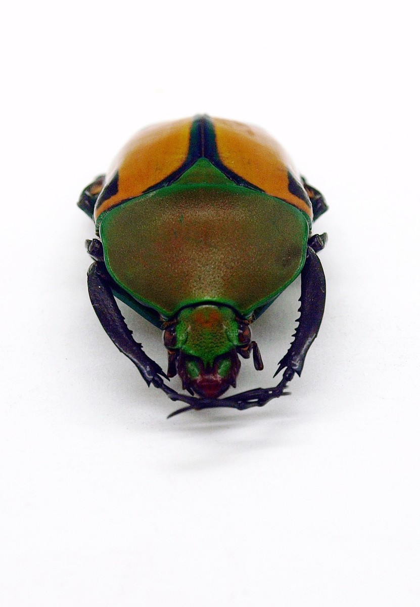 Tanzania Eudicela e.euthalia 40mm Beetle - Cetoniidae