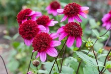 1 - POODLE SKIRT Powder Puff Dahlia Bulb Tuber Clump  * GREAT POLLINATORS