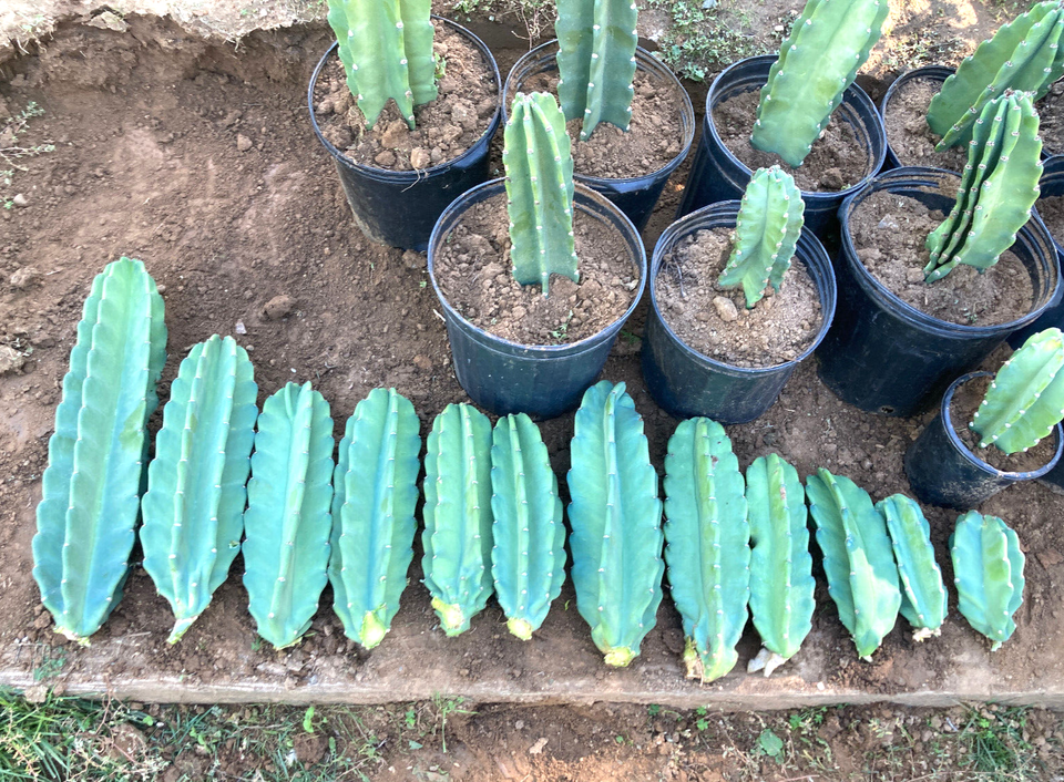 Peruvian Apple Cactus Cuttings 8-11 inches long | Fresh Cereus Repandus ...