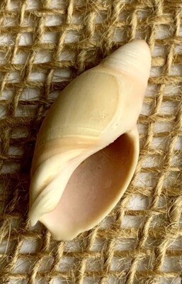 Ancilla albocallosa “Pink-Banded Olive” Seashell 37mm 1978 Specimen | eBay