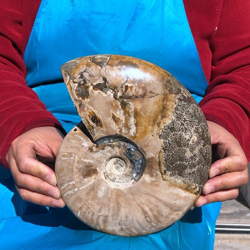 Hermoso espécimen de cristal de caracola fósil de amonita grande natural de 4,81 lb curación - Imagen 8 de 14