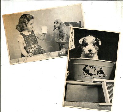 Animal Rescue League Of New Hampshire Vintage Postcards Set