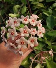 Foto 4 di 4