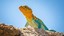 Lizard Collections and More