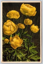 Flowers~Artwork~Yellow Trollblume Close Up~Trollius Europaeus~Thor E Gyger