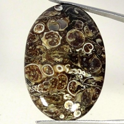 44.60Cts 100% Natural Best Tutela Fossil Oval Cabochon Gemstone 25X37X6MM