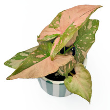 Syngonium 'Pink Splash' High Variegation 6cm- RARE - Indoor Tropical Houseplant