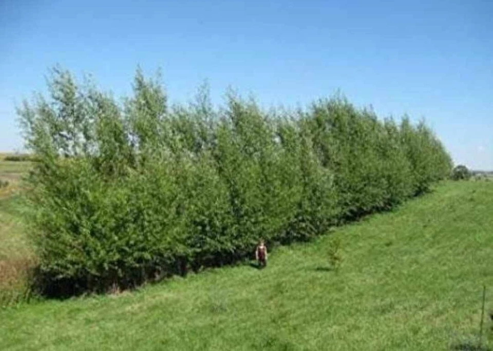 25 esquejes de seto híbridos de sauce Austree árbol de privacidad de rápido crecimiento Foto 3 de 4
