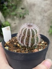 RareSucculent plant Uebelmannia pectinifera seedgrowth WYSIWYG