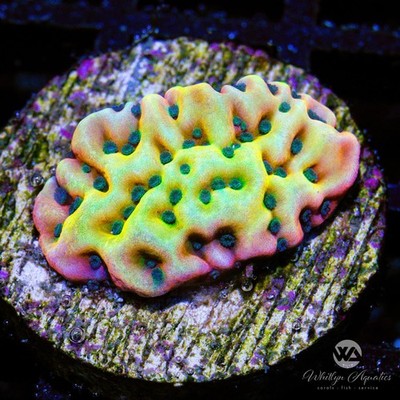 Vino Montiopora - WYSIWYG (C8) - Live Intermediate SPS Coral Frag