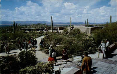 Tucson Arizona Sonora Desert Museum porch saguaro cactus ~ unused postcard