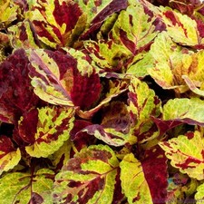 25 Fairway Mosaic Coleus Seeds for Garden Planting - USA - FREE SHIPPING 