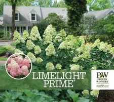 LIMELIGHT PRIME® Panicle Hydrangea shrub PP#32511