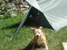 Tent for Backpacking - Appy Trails Doggy Shelter Mk K-IX light weight dog house