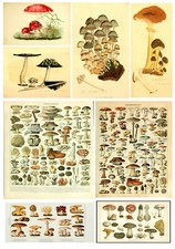 Listing image for Educational vintage A3 A4 Mushroom Chart Biology Science Fungi art print poster