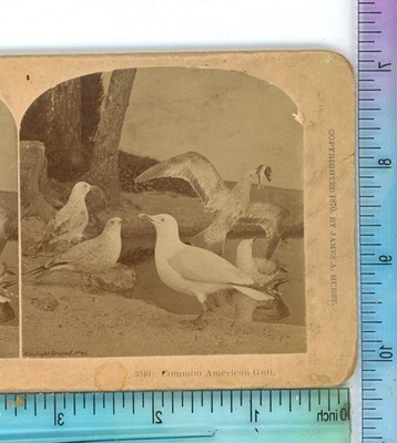 Common American Gull Animals James A. Hurst Stereoview