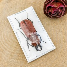 Blister Beetle male specimen Display specimen Entomology taxidermy craft gift