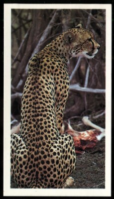 Tabakkarte, Grandee, AFRICAN WILDLIFE, 1990, Gepard, #2