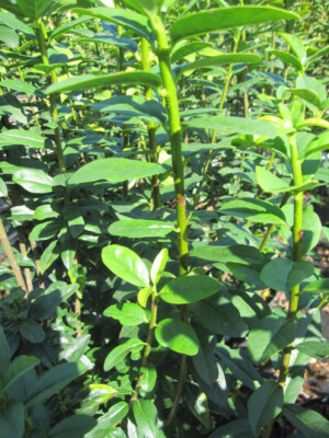 planted steak edeka planted.steak Steak – Planted Foods DE/AT main image 0