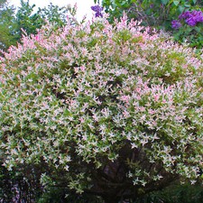 Salix Hakuro Nishiki Pink Flamingo Patio Shrub - Decorative Garden Plant