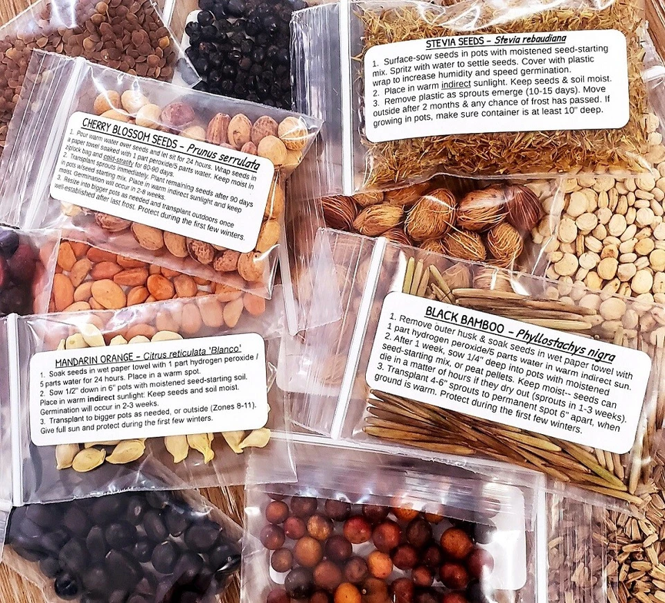 100 Echinacea purpurea Seeds - Purple Coneflower - Perennial Herb Flower Seeds - Image 4 of 4