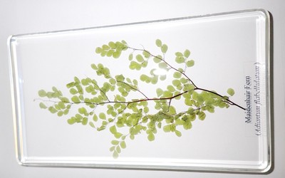 Whole Maidenhair Fern Plant in Large Clear Lucite Block Learning Specimen DD190