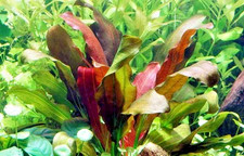 2 x Echinodorus Rose Variegated Amazon Sword Live Aquarium Plant Fish Tank