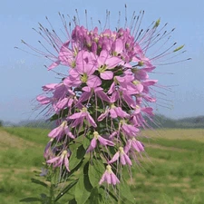 100 Rocky Mountain Beeplant Flower Seeds Cleome serrulata